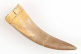 1.75" Fossil Plesiosaur (Zarafasaura) Tooth - Morocco - #202002-1